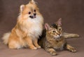 Cat and puppy in studio Royalty Free Stock Photo