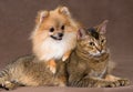 Cat and puppy in studio Royalty Free Stock Photo