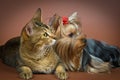 Cat and puppy in studio Royalty Free Stock Photo