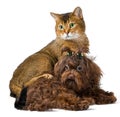 Cat and puppy in studio Royalty Free Stock Photo