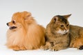 Cat and puppy in studio Royalty Free Stock Photo