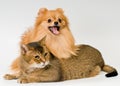 Cat and puppy in studio Royalty Free Stock Photo