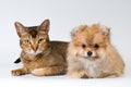 Cat and puppy in studio Royalty Free Stock Photo