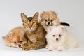 Cat and puppy in studio Royalty Free Stock Photo