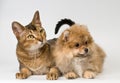 Cat and puppy in studio Royalty Free Stock Photo