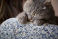 Cat purring Royalty Free Stock Photo