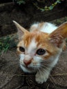 Cat purring dispels stress and strengthens human immunity.