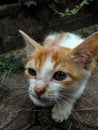 Cat purring dispels stress and strengthens human immunity. Royalty Free Stock Photo