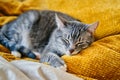 The cat purrs with closed eyes lying on a yellow blanket Royalty Free Stock Photo