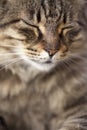 Cat Purrs Royalty Free Stock Photo