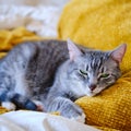 The cat purrs lying on the yellow bed Royalty Free Stock Photo