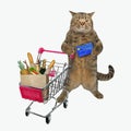 Cat pushing shopping cart