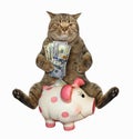 Cat with dollars near a piggy bank Royalty Free Stock Photo