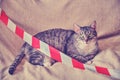 The cat in quarantine from the coronavirus is tied with a signal tape. Pet on the bed with a danger stop tape red and white Royalty Free Stock Photo