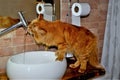 Cat quietly drinking water from the bathroom sink Royalty Free Stock Photo