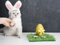 cat with rabbit ears, easter bunny and yellow egg on green grass Royalty Free Stock Photo