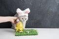 cat with rabbit ears, easter bunny and yellow egg on green grass Royalty Free Stock Photo