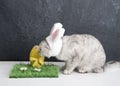 cat with rabbit ears, easter bunny and yellow egg on green grass Royalty Free Stock Photo