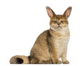 Cat with rabbit ears sitting Royalty Free Stock Photo