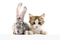 Cat with a rabbit look at the banner. A group of pets over an empty banner Royalty Free Stock Photo