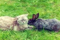 Cat and rabbit lying on the grass Royalty Free Stock Photo