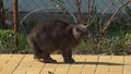 Cat in a rack to repel an attack