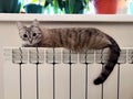 Cat on radiator