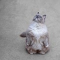 Cat ragdoll.