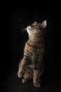 The cat raised his right paw against a black background Royalty Free Stock Photo