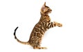 cat raising his paw on a white background Royalty Free Stock Photo