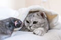 Cat and rat lie together on bed. Illustrating peaceful animal interaction. The cat appears to be looking at the rat