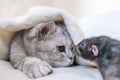 Cat and rat lie together on bed. Illustrating peaceful animal interaction. The cat appears to be looking at the rat