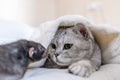 Cat and rat lie together on bed. Illustrating peaceful animal interaction. The cat appears to be looking at the rat Royalty Free Stock Photo