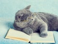 Cat reader Royalty Free Stock Photo