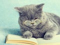 Cat reader Royalty Free Stock Photo