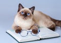 Cat reader Royalty Free Stock Photo