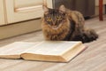 Cat Reading a Book Royalty Free Stock Photo