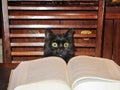 Cat reading