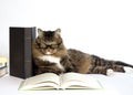 Cat with Reading Glasses