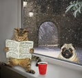 Cat reading a newspaper on the sill 3 Royalty Free Stock Photo