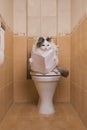 Cat reads the morning newspaper while sitting on the toilet