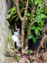 cat ready for the mess looks at the blue look of the baby Royalty Free Stock Photo