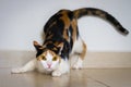A cat ready to attack Royalty Free Stock Photo