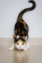 A cat ready to attack Royalty Free Stock Photo