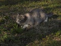 Cat ready to take the prey Royalty Free Stock Photo