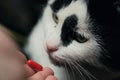 The cat receives a dose of medicine from the veterinarian. Red-haired cute clever cat is treated with pills after the