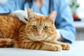 A cat receiving veterinarian treatment from a vet doctor in a white clinic