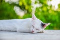 Cat reclined on floor