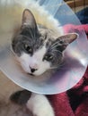 Grey and white cat wearing a cone and drugged up after surgery.