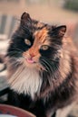 A cat of red-black color drinks milk Royalty Free Stock Photo